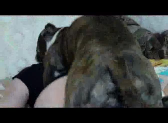 Video: Beastie gal got smashed with a big dog dick